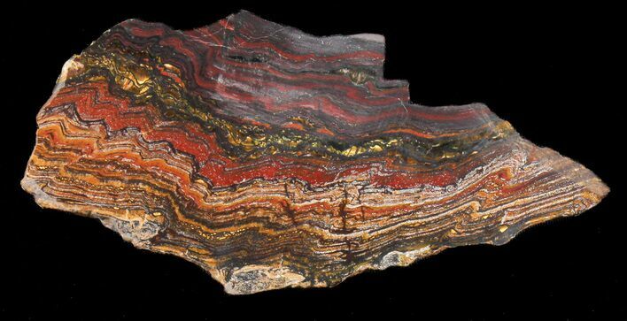 Polished Tiger Iron Stromatolite - ( Billion Years) #38922